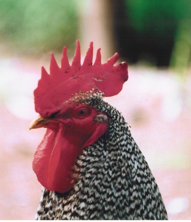 kendermagos magyar kakas